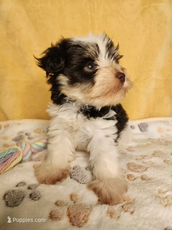 Eli – Miniature Schnauzer puppy for sale in Equality, AL