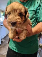 Duke, a male Miniature Schnauzer for sale in Alexander City, AL – 2 of 2