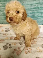Toby, a male Poodle - Toy  for sale in Alexander City, AL – 2 of 4