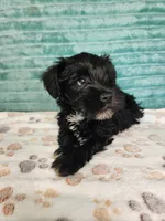 Zorro, a male Miniature Schnauzer for sale in Alexander City, AL – 4 of 4