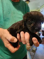 Zorro, a male Miniature Schnauzer for sale in Alexander City, AL – 2 of 2