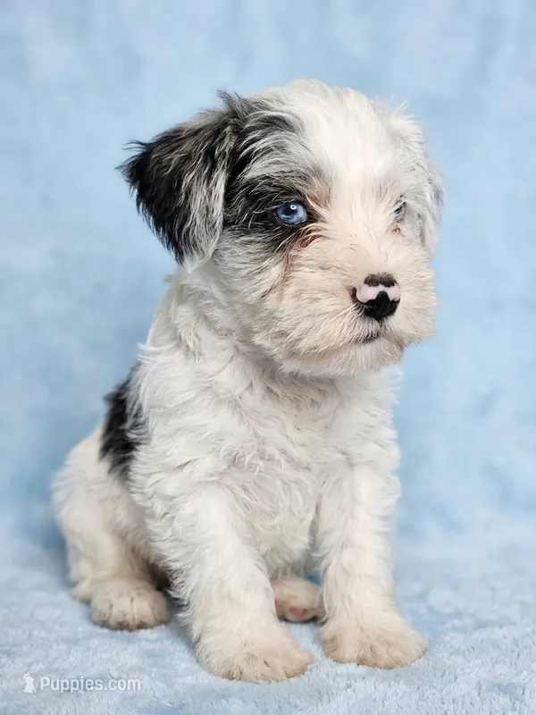 Nash – Miniature Schnauzer puppy for sale in Equality, AL