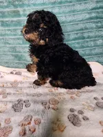 Konya, a female Poodle - Toy  for sale in Alexander City, AL – 4 of 4
