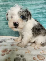 Kenai, a male Miniature Schnauzer for sale in Alexander City, AL – 2 of 3