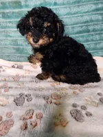Konya, a female Poodle - Toy  for sale in Alexander City, AL – 3 of 4