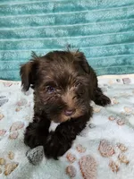 Itsy, a female Miniature Schnauzer and Poodle - Toy  for sale in Alexander City, AL – 3 of 4
