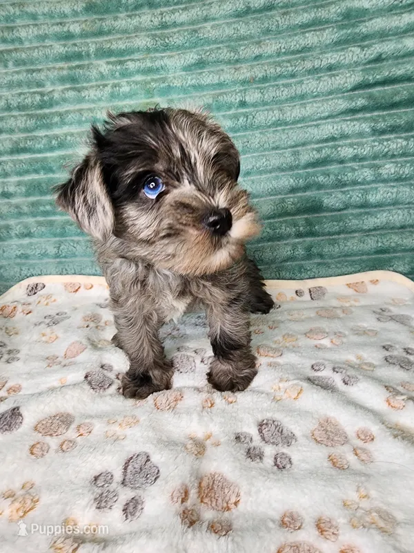 Xena – Miniature Schnauzer, Poodle - Toy  puppy for sale in Alexander City, AL