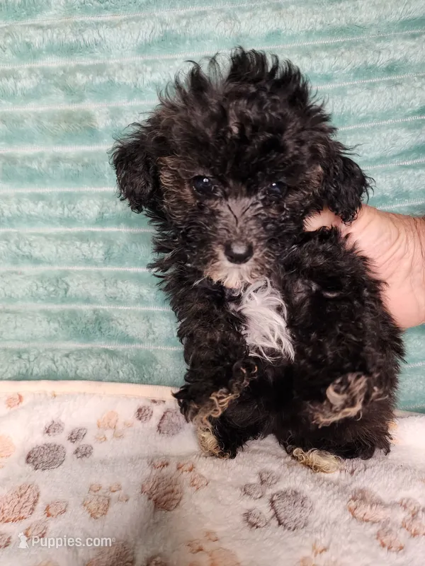 Kara – Poodle - Toy  puppy for sale in Alexander City, AL