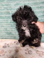 Kara, a female Poodle - Toy  for sale in Alexander City, AL – 1 of 2