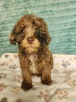Tango, a male Poodle - Toy  for sale in Alexander City, AL – 3 of 4