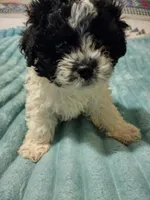 Maverick , a male Poodle - Toy  for sale in Alexander City, AL – Photo 1 of 2