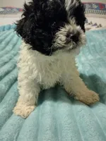 Maverick , a male Poodle - Toy  for sale in Alexander City, AL – Photo 2 of 2