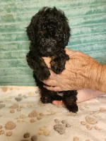 Ace, a male Poodle - Toy  for sale in Alexander City, AL – 1 of 3
