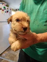 Hunter, a male Miniature Schnauzer for sale in Alexander City, AL – 2 of 2