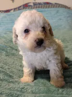 Casper, a male Poodle - Toy  for sale in Alexander City, AL – Photo 1 of 3