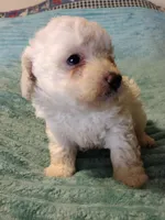 Casper, a male Poodle - Toy  for sale in Alexander City, AL – Photo 2 of 3