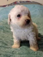 Casper, a male Poodle - Toy  for sale in Alexander City, AL – Photo 3 of 3