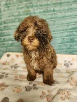 Tango, a male Poodle - Toy  for sale in Alexander City, AL – 2 of 4