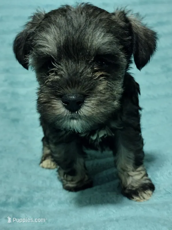 Willow, a female Miniature Schnauzer for sale in Alexander City, AL – Photo 1 of 3