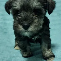 Loki, a male Miniature Schnauzer for sale in Alexander City, AL – Photo 1 of 3