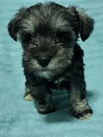 Willow, a female Miniature Schnauzer for sale in Alexander City, AL – Photo 1 of 3