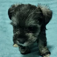 Loki, a male Miniature Schnauzer for sale in Alexander City, AL – Photo 2 of 3