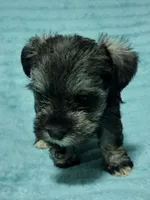 Willow, a female Miniature Schnauzer for sale in Alexander City, AL – Photo 2 of 3
