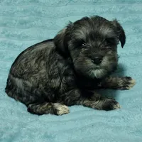Loki, a male Miniature Schnauzer for sale in Alexander City, AL – Photo 3 of 3