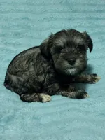 Willow, a female Miniature Schnauzer for sale in Alexander City, AL – Photo 3 of 3
