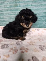 Konya, a female Poodle - Toy  for sale in Alexander City, AL – 2 of 4