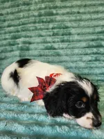 Kara, a female Cocker Spaniel and Poodle - Toy  for sale in Alexander City, AL – 2 of 2
