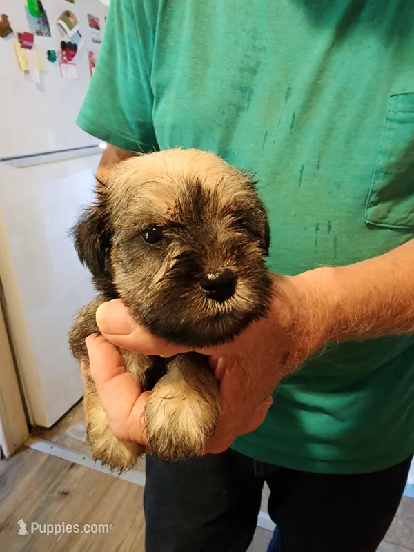 Luna – Miniature Schnauzer puppy for sale in Alexander City, AL