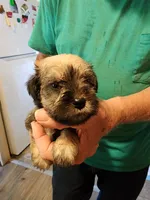 Luna, a female Miniature Schnauzer for sale in Alexander City, AL – 1 of 2