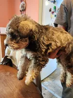 Konya, a female Miniature Schnauzer for sale in Alexander City, AL – 2 of 3