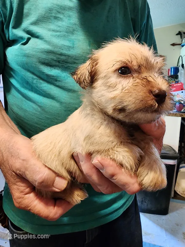 Hunter – Miniature Schnauzer puppy for sale in Alexander City, AL