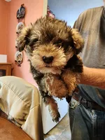 Kara, a female Miniature Schnauzer for sale in Alexander City, AL – 2 of 4