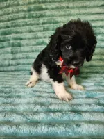 Toby, a male Cocker Spaniel and Poodle - Toy  for sale in Alexander City, AL – 2 of 4