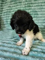Sammy, a male Cocker Spaniel and Poodle - Toy  for sale in Alexander City, AL – 3 of 3
