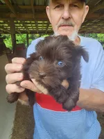 Mocha , a female Miniature Schnauzer for sale in Alexander City, AL – 2 of 3