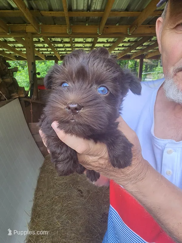 Mocha  – Miniature Schnauzer puppy on hold in Alexander City, AL