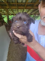 Mocha , a female Miniature Schnauzer for sale in Alexander City, AL – 1 of 3