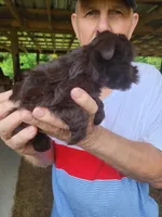 Mocha , a female Miniature Schnauzer for sale in Alexander City, AL – 3 of 3
