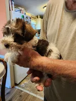 Lobo, a male Miniature Schnauzer for sale in Alexander City, AL – 2 of 2