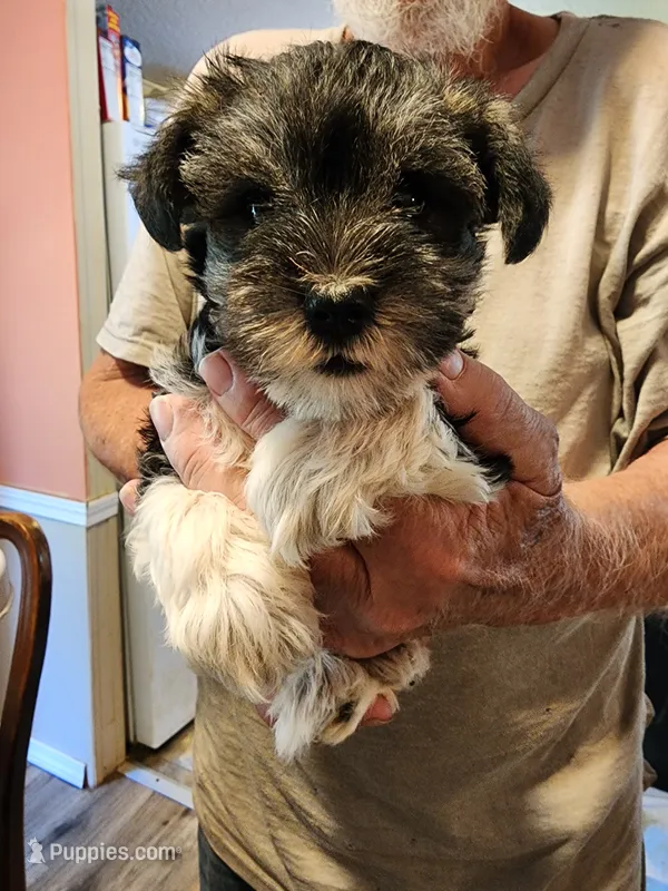 Ellie – Miniature Schnauzer puppy for sale in Alexander City, AL