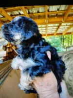 Willow, a female Yorkipoo for sale in Alexander City, AL – Photo 1 of 3
