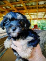 Willow, a female Yorkipoo for sale in Alexander City, AL – Photo 3 of 3