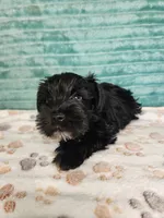 Zorro, a male Miniature Schnauzer for sale in Alexander City, AL – 1 of 4