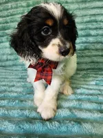 Harley, a male Cocker Spaniel and Poodle - Toy  for sale in Alexander City, AL – 2 of 3