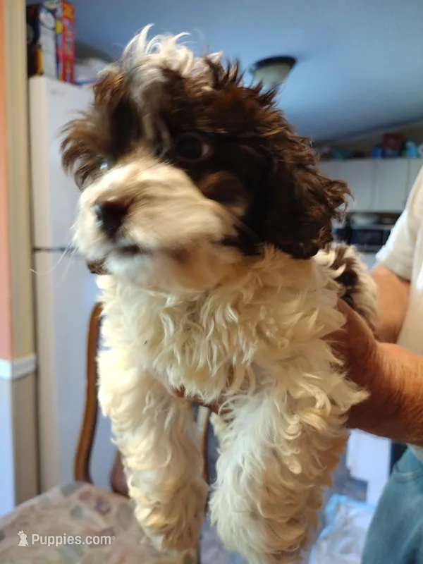 Lila – Cockapoo puppy for sale in Alexander City, AL