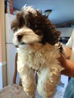 Lila, a female Cockapoo for sale in Alexander City, AL – Photo 1 of 3